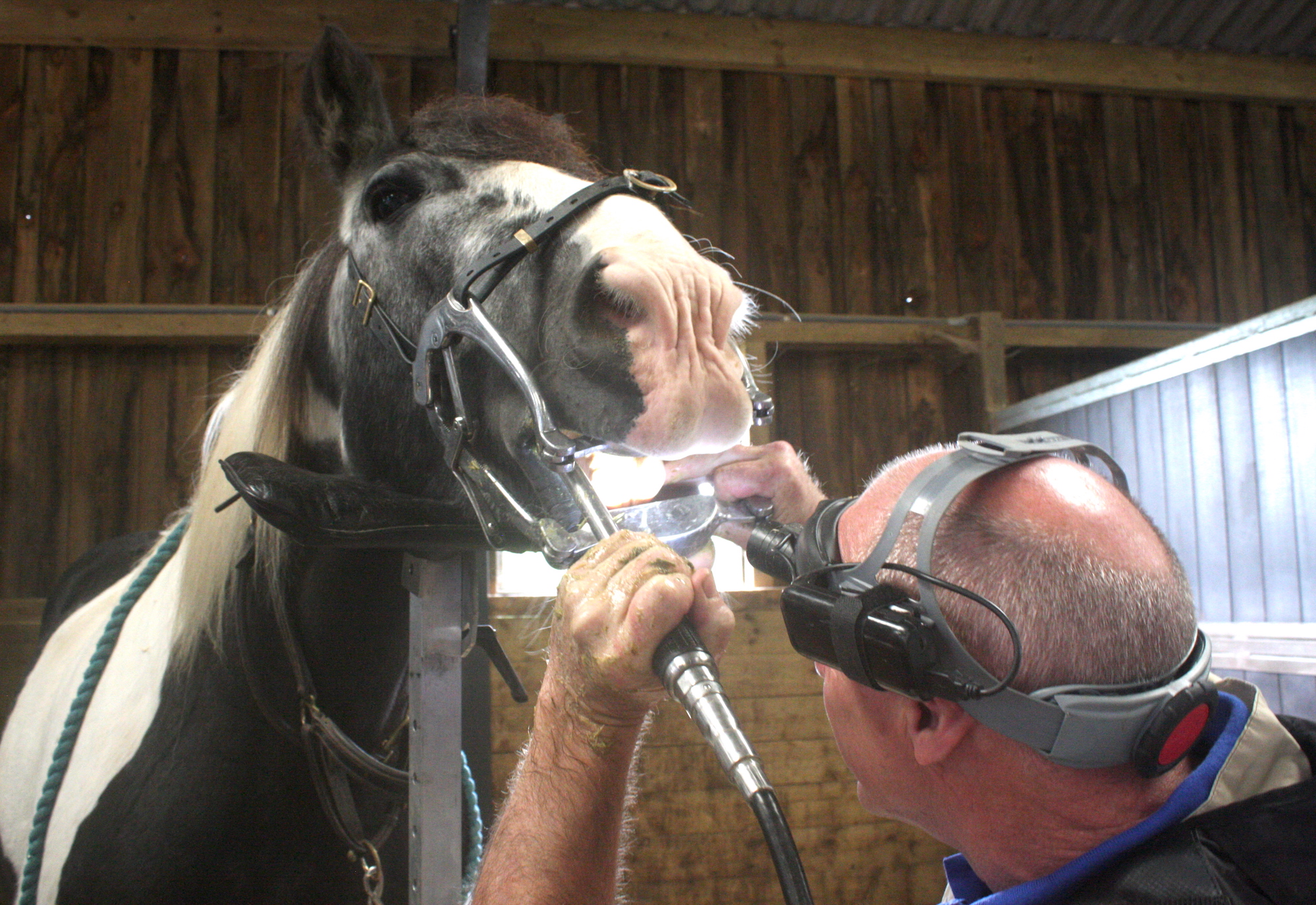 Dentistry Walker Equine Vets