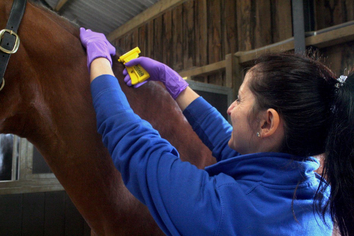Microchipping Walker Equine Vets