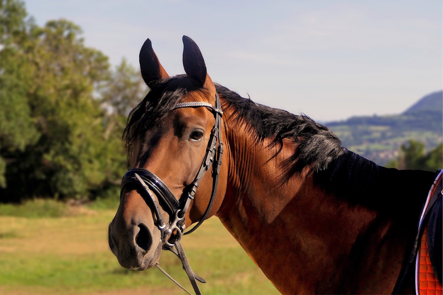 stallion care - Walker Equine Vets